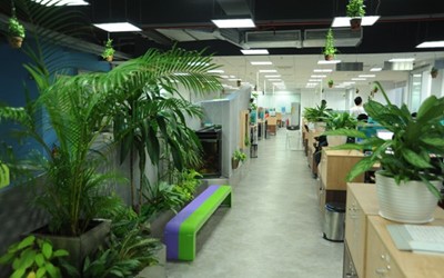 Các loại cây xanh được dùng trong nội thất văn phòng