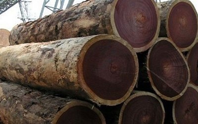 Khái niệm về gỗ tự nhiên ? Tìm hiểu về ưu nhược điểm của gỗ tự nhiên